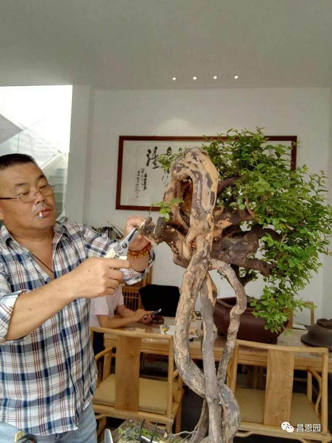 图解 雀梅盆景《绝壁暴流》制作历程