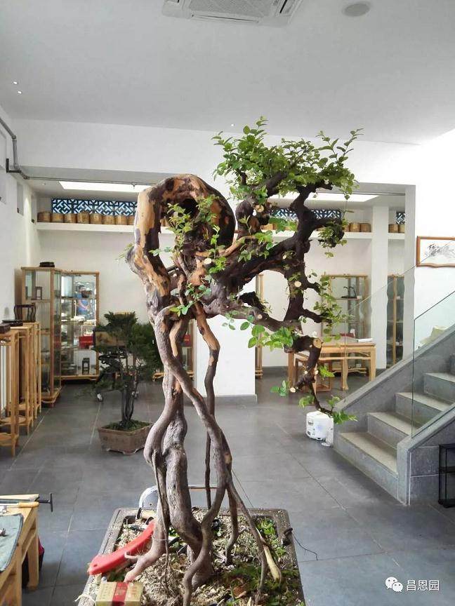 图解 雀梅盆景《绝壁暴流》制作历程