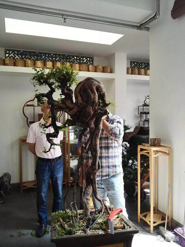 图解 雀梅盆景《绝壁暴流》制作历程