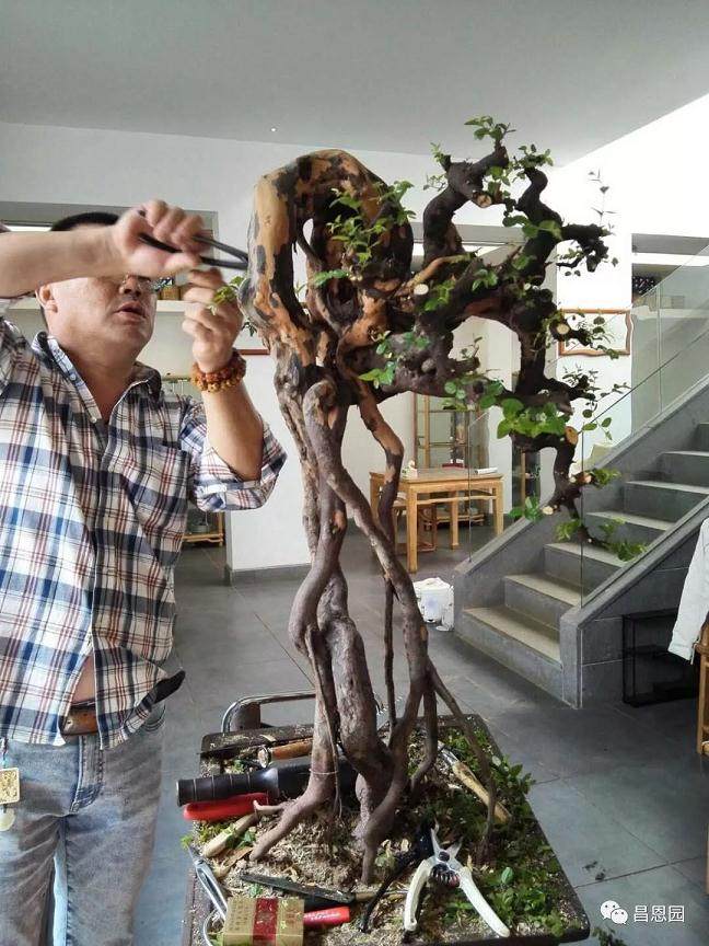 图解 雀梅盆景《绝壁暴流》制作历程