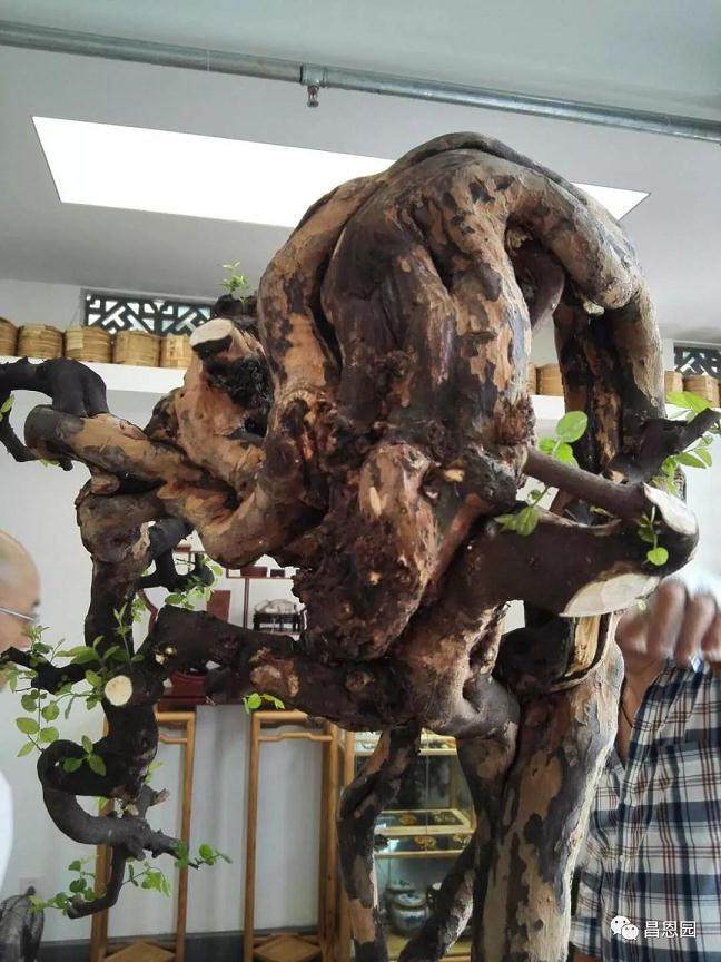 图解 雀梅盆景《绝壁暴流》制作历程