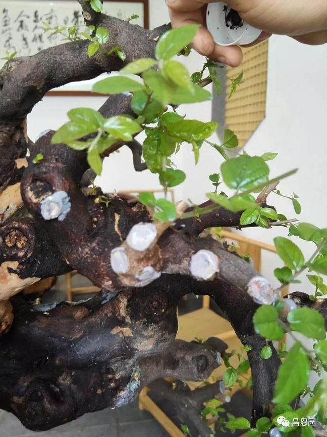 图解 雀梅盆景《绝壁暴流》制作历程