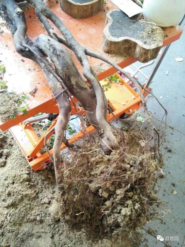 图解 雀梅盆景《绝壁暴流》制作历程