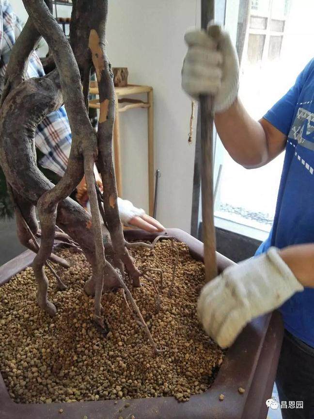 图解 雀梅盆景《绝壁暴流》制作历程