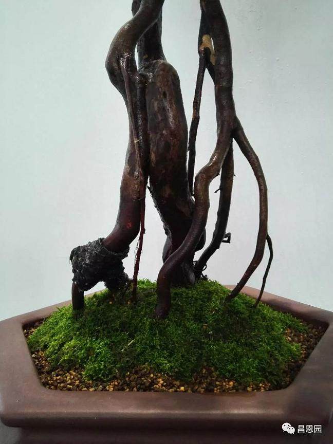 图解 雀梅盆景《绝壁暴流》制作历程