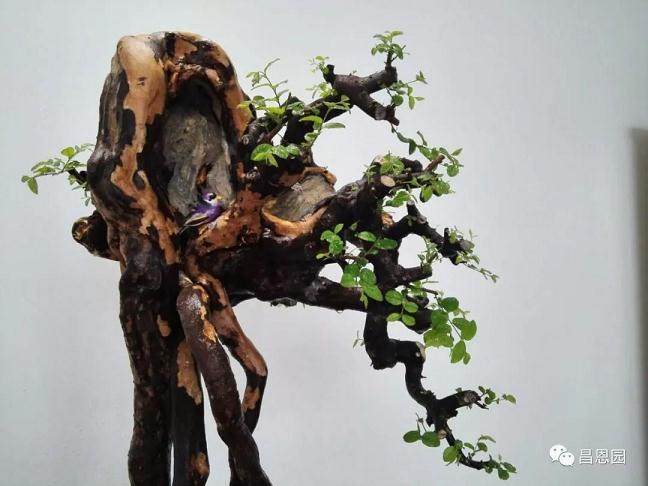 图解 雀梅盆景《绝壁暴流》制作历程