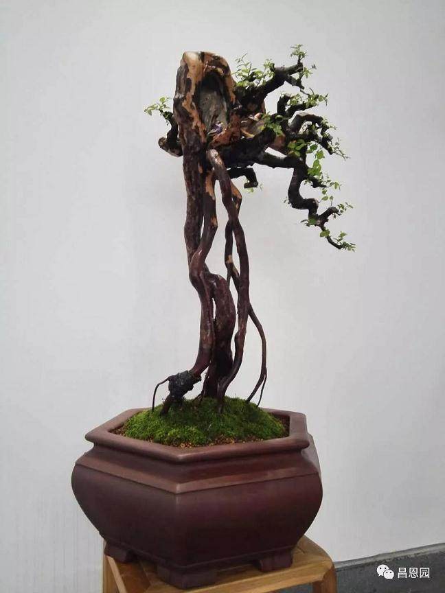 图解 雀梅盆景《绝壁暴流》制作历程