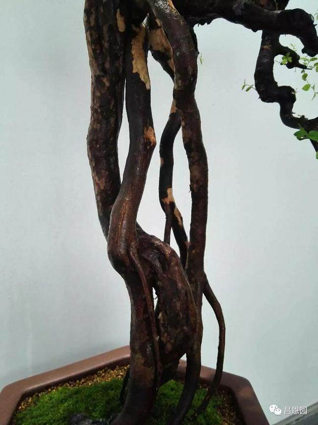 图解 雀梅盆景《绝壁暴流》制作历程