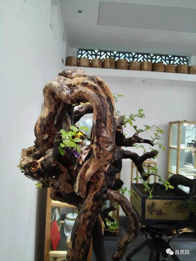 图解 雀梅盆景《绝壁暴流》制作历程