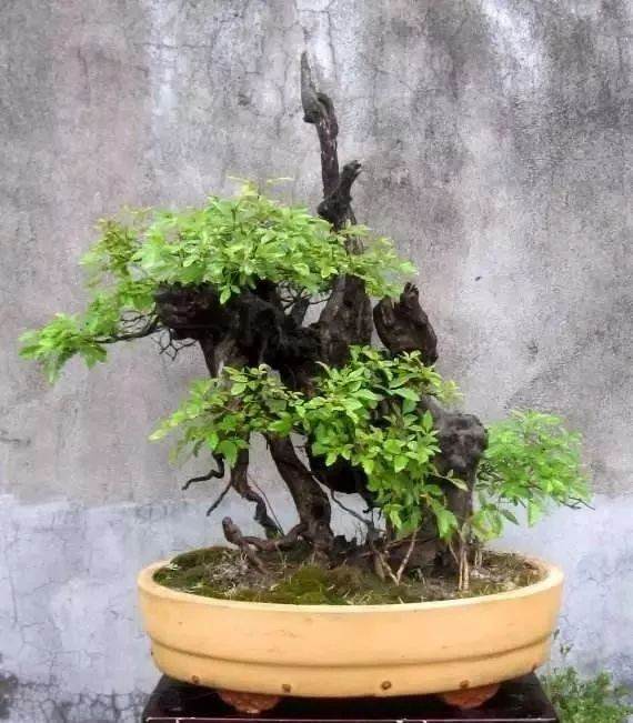 从山上挖来的下山桩可以做盆景?