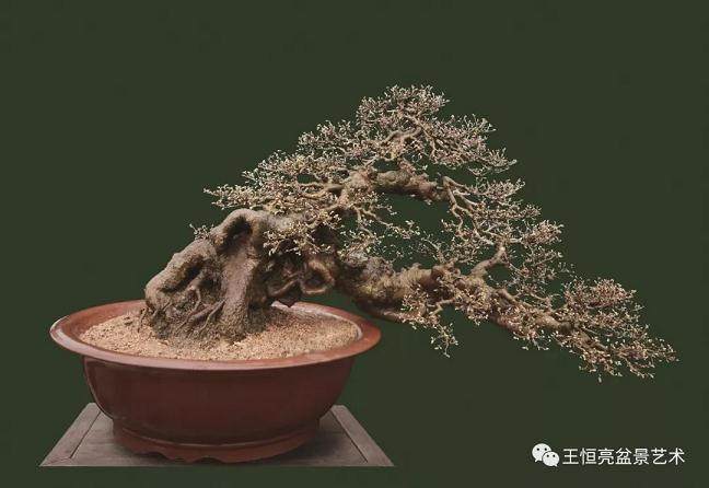 王恒亮盆景艺术有限公司淘宝店已上线