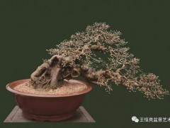 王恒亮盆景艺术有限公司淘宝店已上线