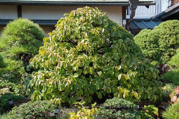 访问日本森山先生的盆景花园