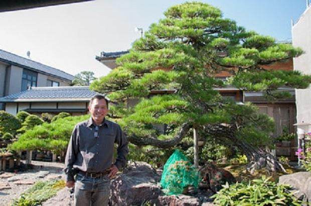 访问日本森山先生的盆景花园