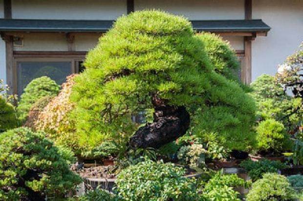 谈森山先生收藏盆景的亮点