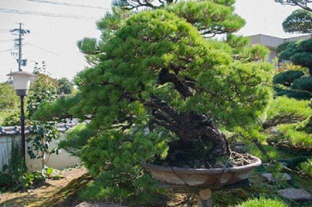 谈森山先生收藏盆景的亮点