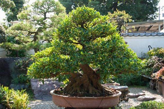 谈森山先生收藏盆景的亮点