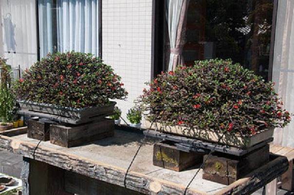 参观北村先生的盆景收藏品