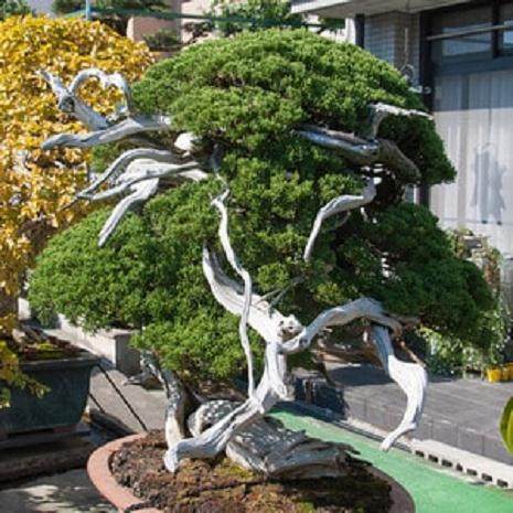 欣赏北村先生的刺柏盆景