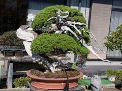 欣赏北村先生的刺柏盆景