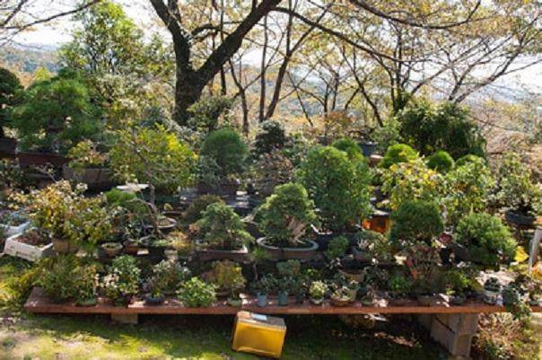 爱知县新福寺盆景博物馆