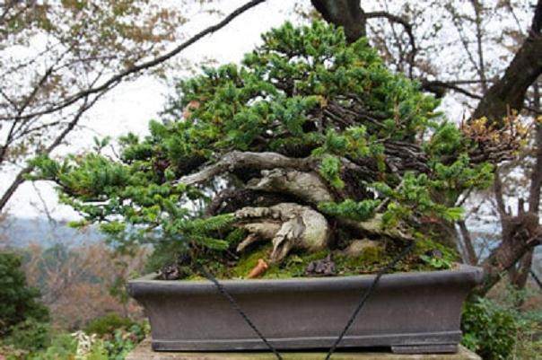 爱知县新福寺盆景博物馆