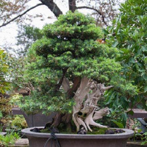 爱知县新福寺盆景博物馆