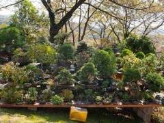 爱知县新福寺盆景博物馆