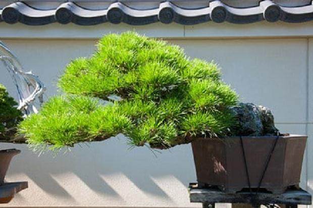 新福寺盆景博物馆