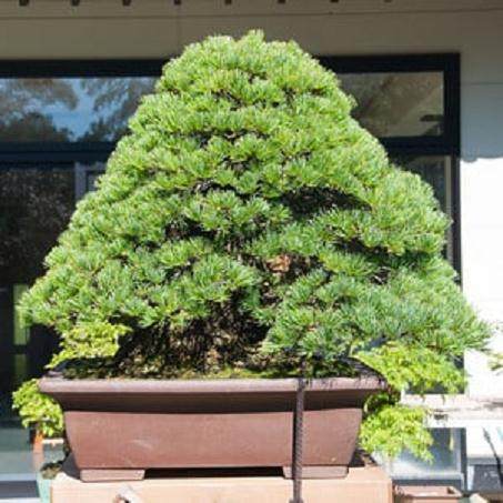 新福寺盆景博物馆