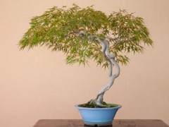 新福寺庙建筑群拥有一个小型盆景博物馆