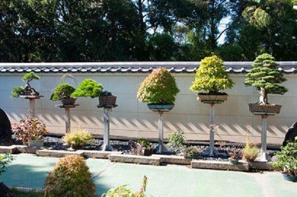 一排令人印象深刻的盆景