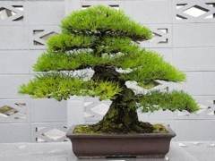 今天 我们参观的亮点是参观国分寺盆景中心