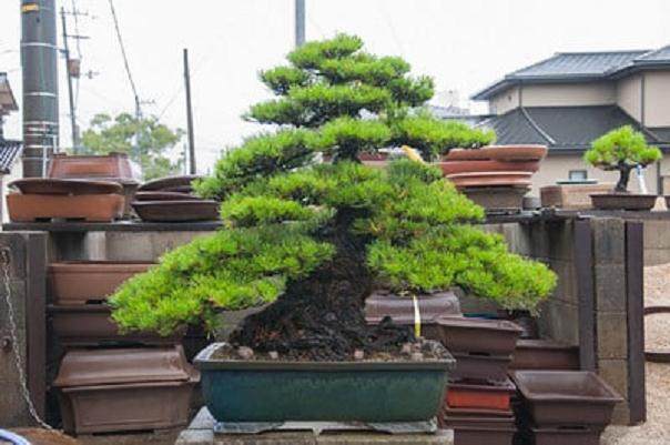 访问日本金桥盆景区