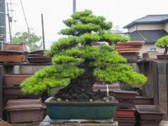 香川县是日本较大的盆景制作基地