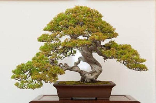 湾岛盆景第十四届年度展览中的杜松