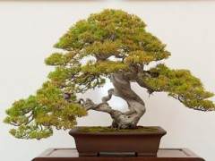 湾岛盆景第十四届年度展览中的杜松