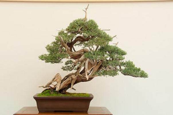 湾岛盆景第十四届年度展览中的杜松