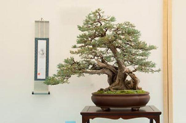 湾岛盆景第十四届年度展览中的杜松