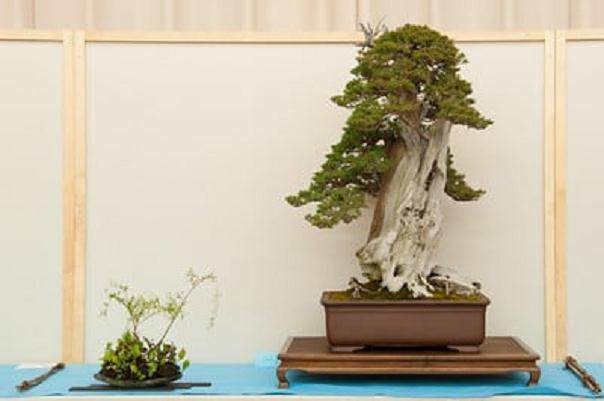 湾岛盆景第十四届年度展览中的杜松