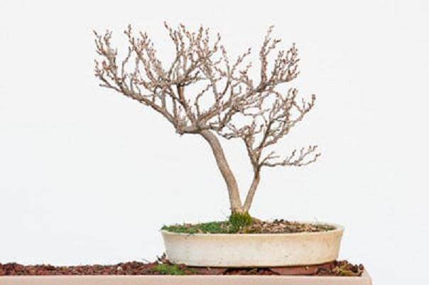 在夏天如何给紫藤盆景浇水