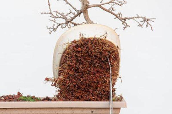 在夏天如何给紫藤盆景浇水