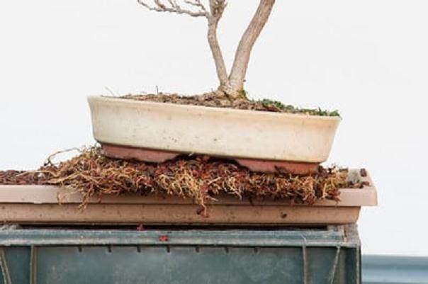 在夏天如何给紫藤盆景浇水