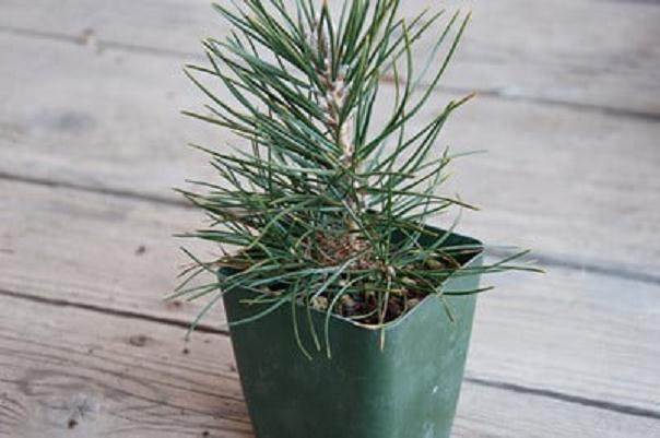 修剪才3年的黑松盆景