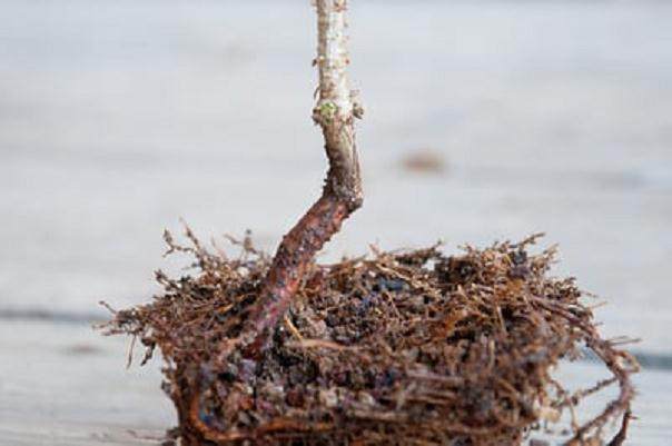 图解 如何修剪才3年的黑松盆景发芽枝条