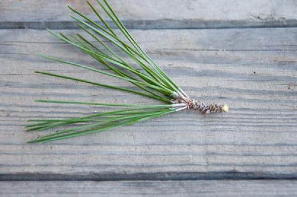 图解 如何修剪才3年的黑松盆景发芽枝条