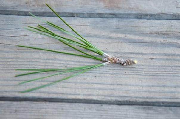 图解 如何修剪才3年的黑松盆景发芽枝条