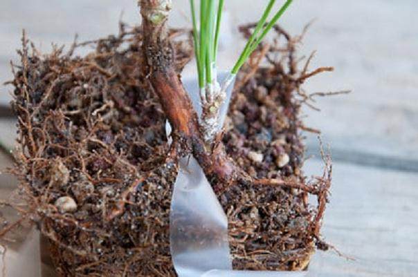 图解 如何修剪才3年的黑松盆景发芽枝条