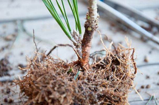 图解 如何修剪才3年的黑松盆景发芽枝条