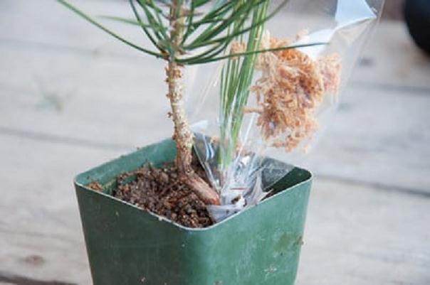 图解 如何修剪才3年的黑松盆景发芽枝条